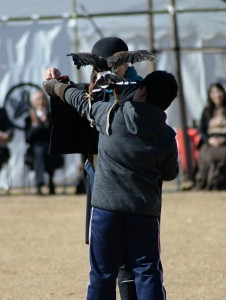 falconry7