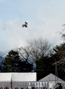 falconry8
