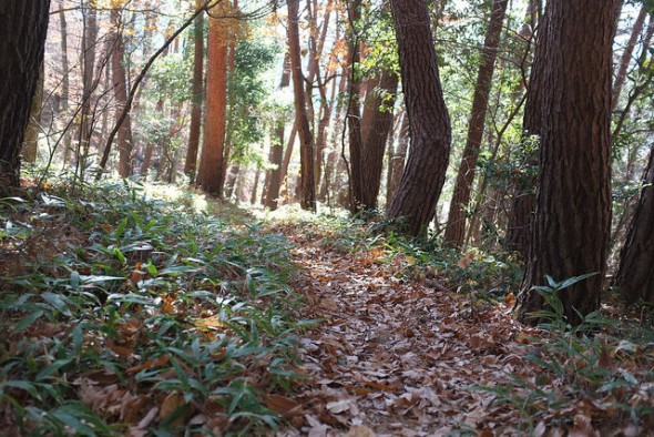 Pretty trail with fallen leaves