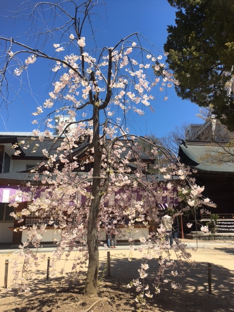 2017年4月枝垂れ桜