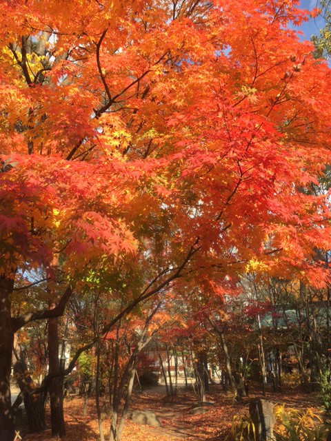 紅葉2