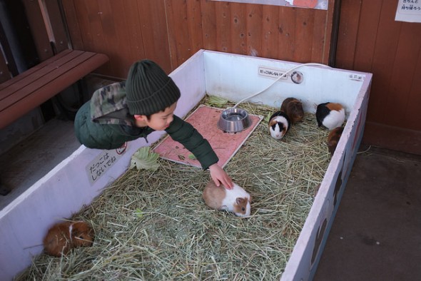 Guinea pig petting pet
