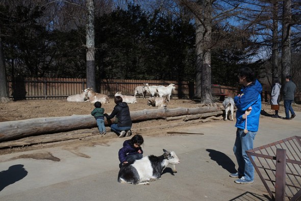 Pet the goats!