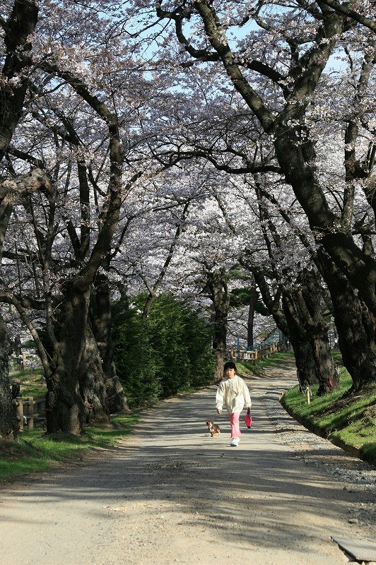Alps_park_sakura