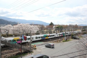 特急電車梓號與櫻花的合影