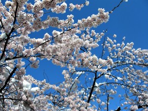 IMG_9168