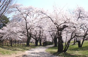 jyouyama_park
