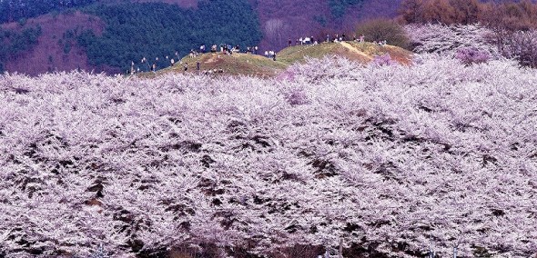 koboyama_sakura