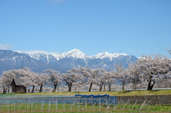susuki_river_sakura