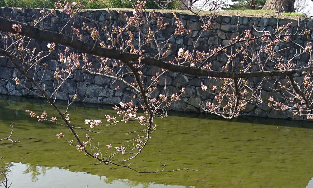 5~6輪の開花が観測された標本木