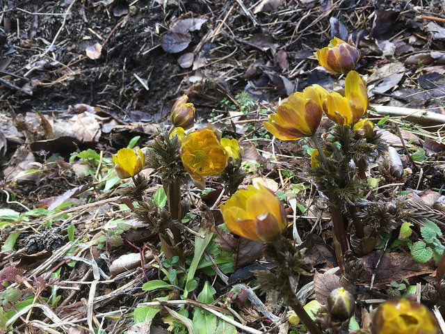 Almost in full bloom...