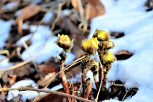 IMG_2353