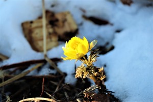 IMG_2516