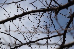 IMG_2863