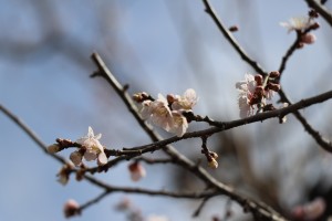 IMG_2879