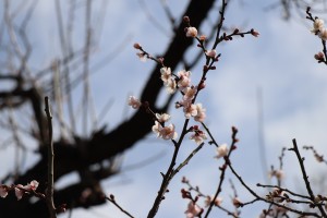 IMG_2881