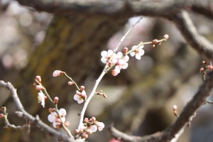 IMG_2885