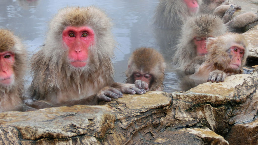 Jigokudani Wild Monkey Park (“Snow Monkeys”) - Explore Nearby | Visit ...