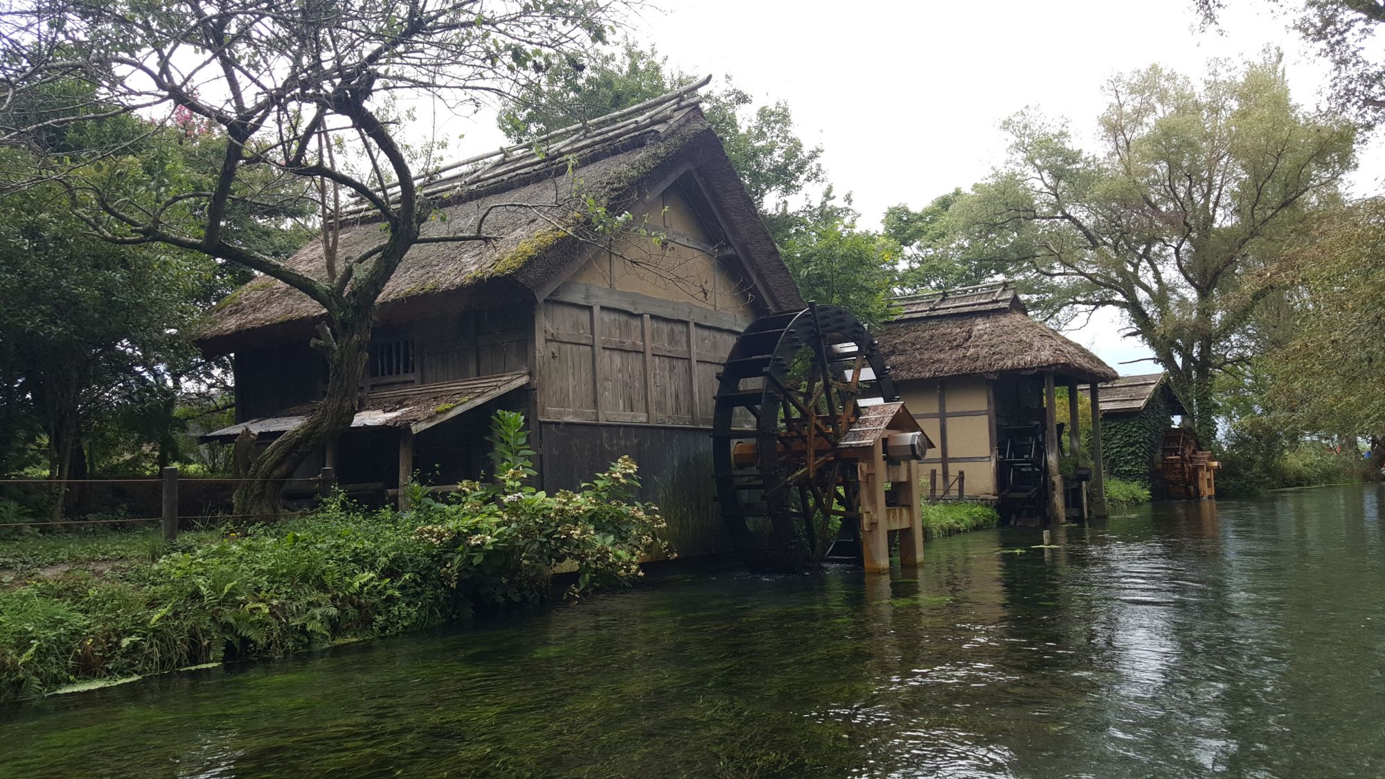 daio wasabi farm river water wheel