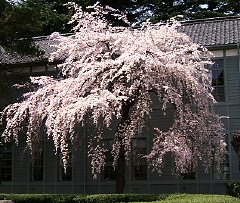 Cherry Blossom And Flower Season