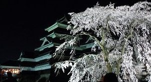 Cherries at Matsumoto Castle Are in Full Bloom