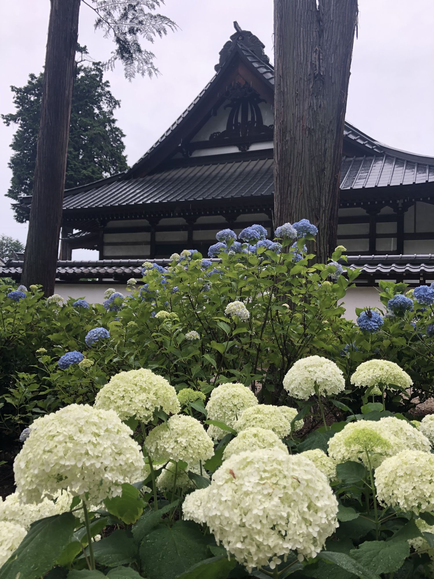 松本 弘长寺的绣球花 开了 行游松本