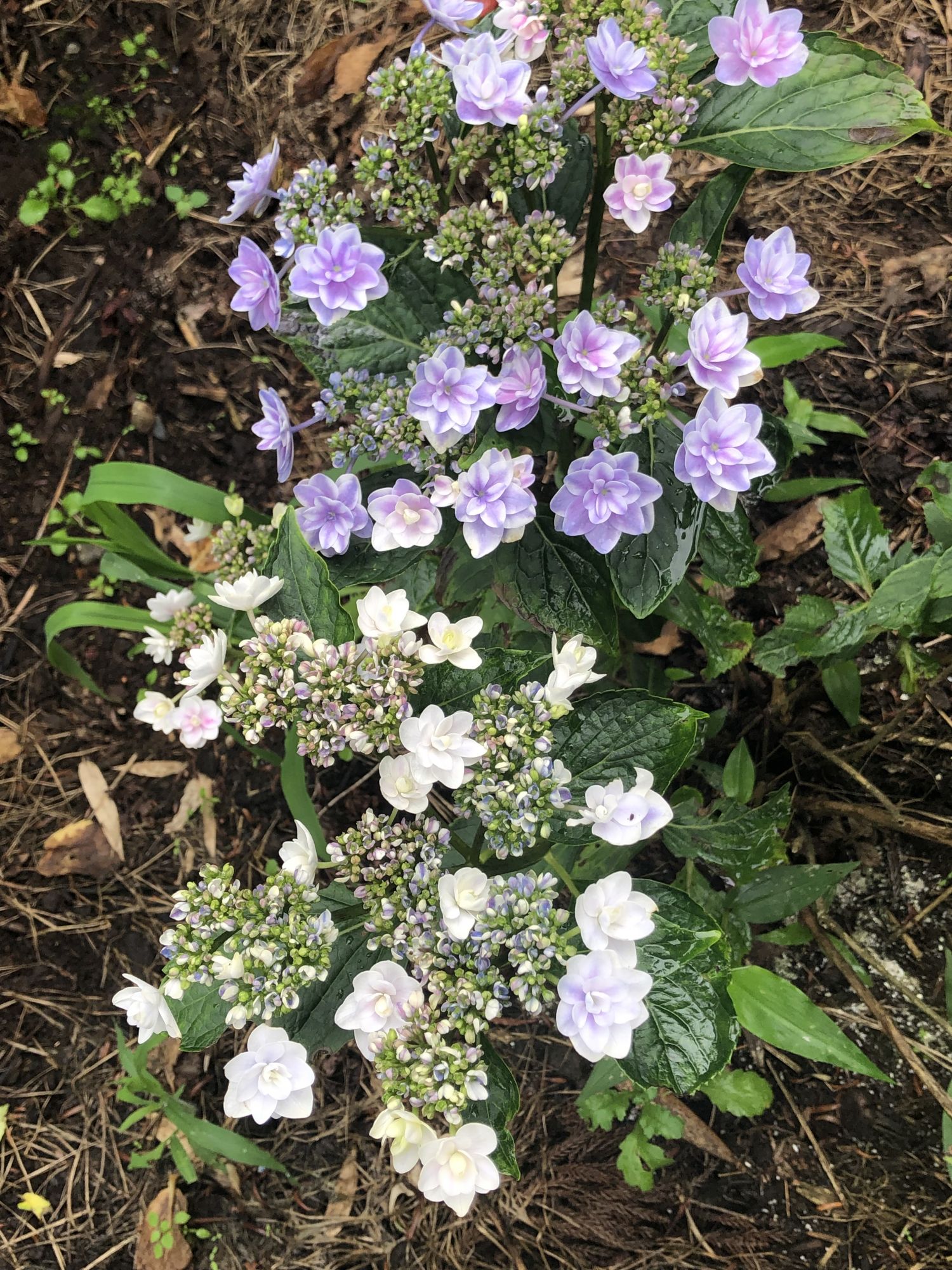 又到紫阳花开时 行游松本