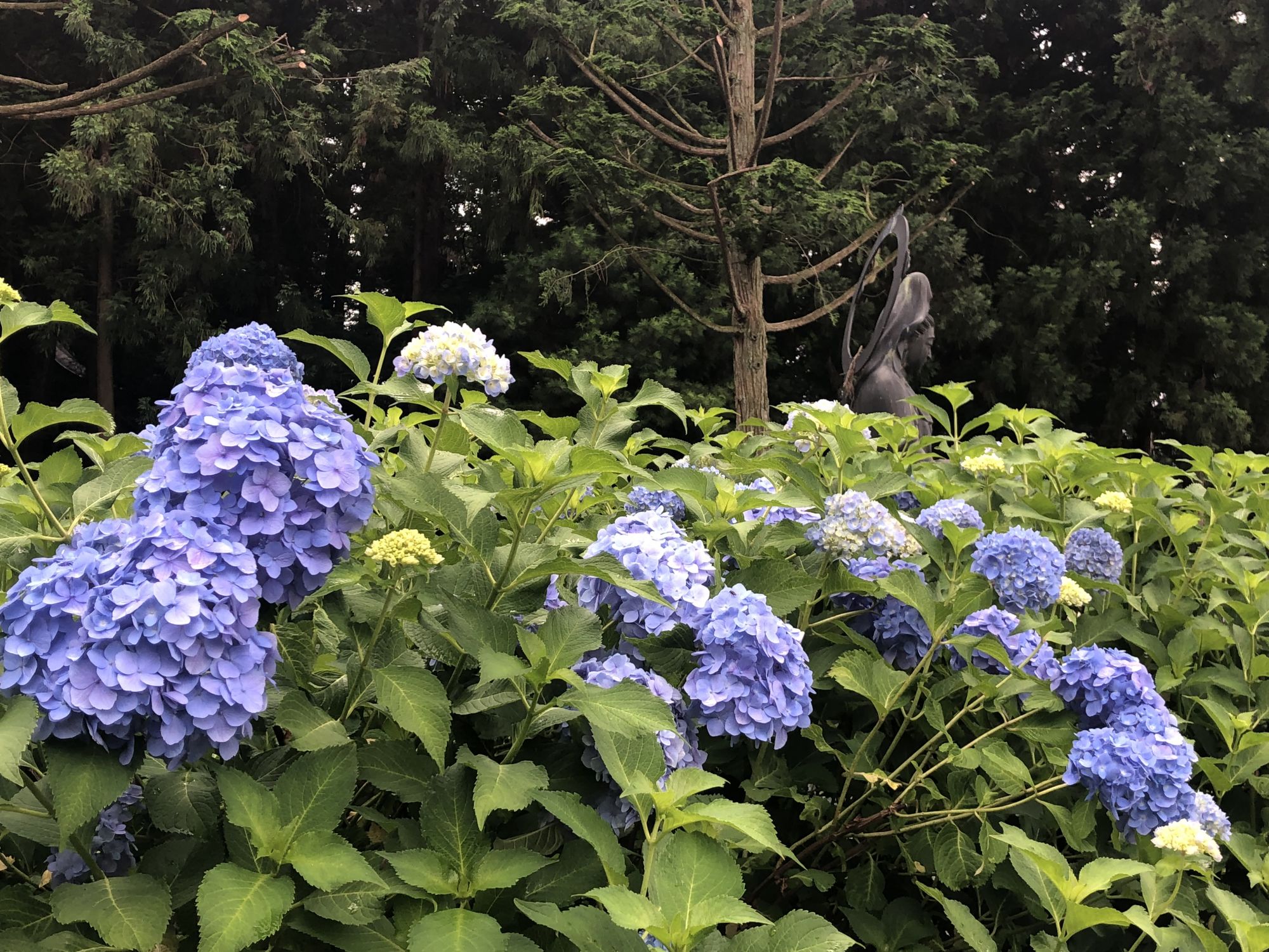 又到紫阳花开时 行游松本