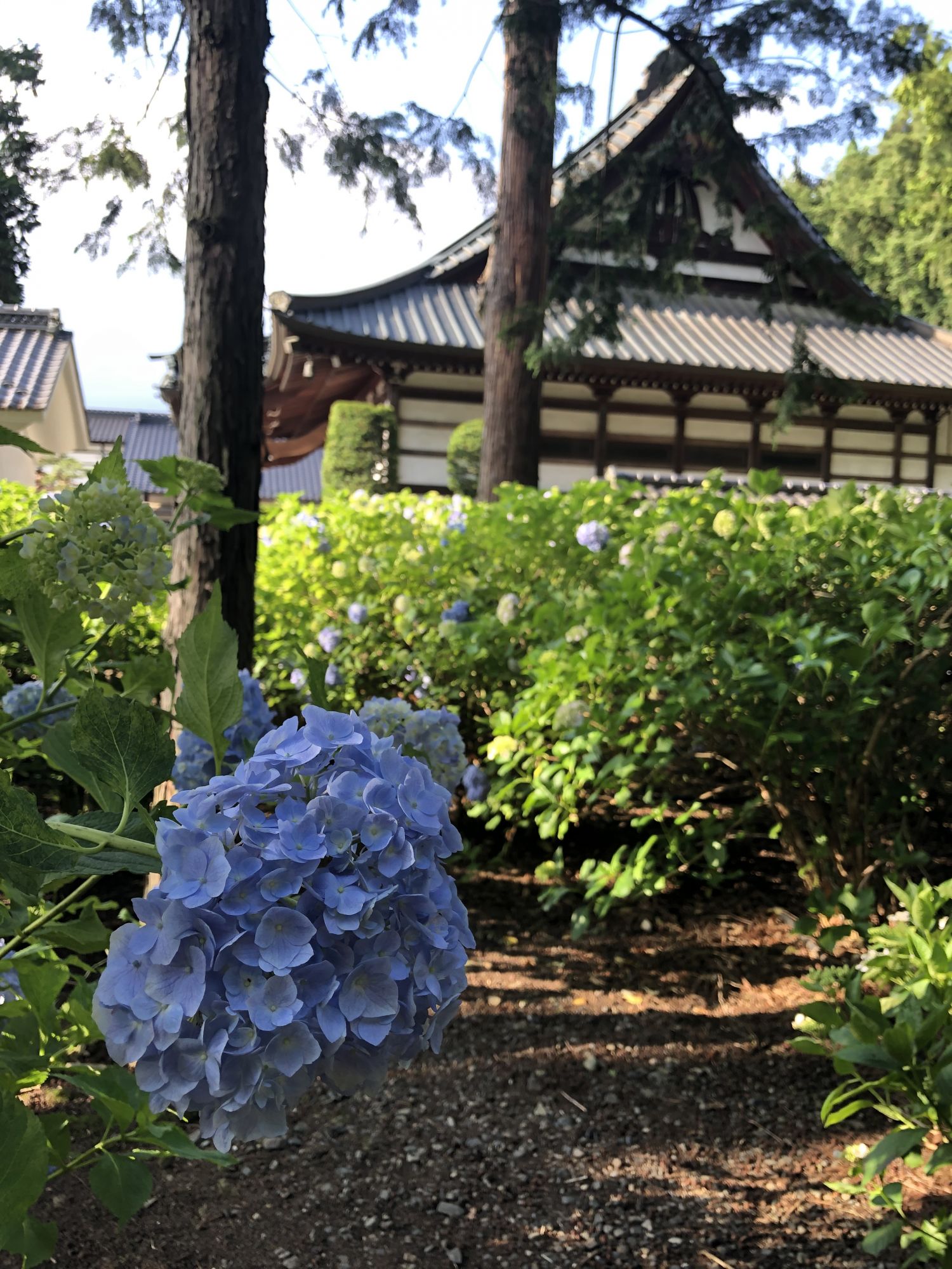 松本弘长寺的绣球花 行游松本